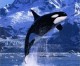 Fun With Killer Whales